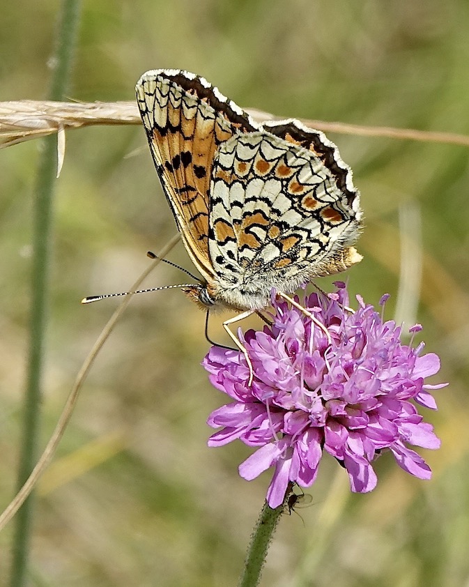 knapweed fritillary